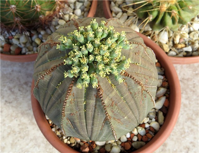 euphorbia obesa symmetrica